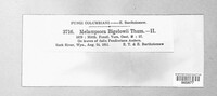 Melampsora bigelowii image